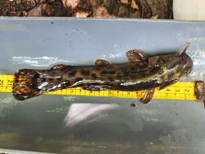 Fauna Ictica