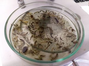 Macroinvertebrados