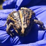 Vertebrados Terrestres
