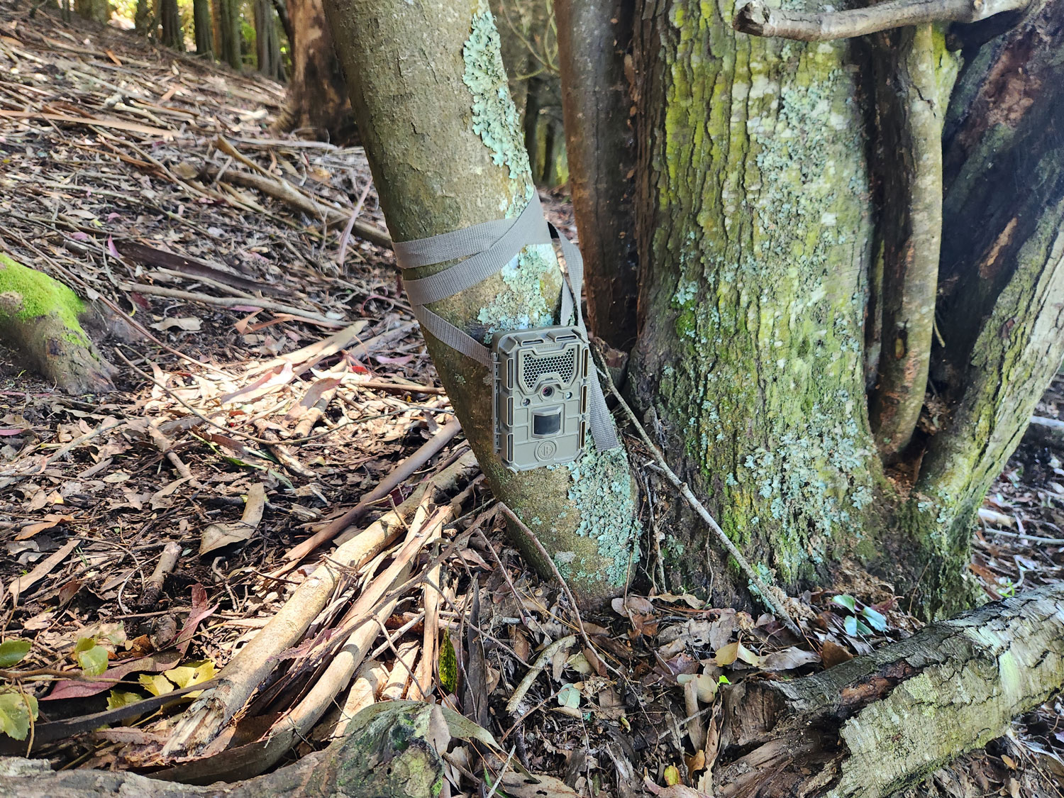 Vertebrados Terrestres